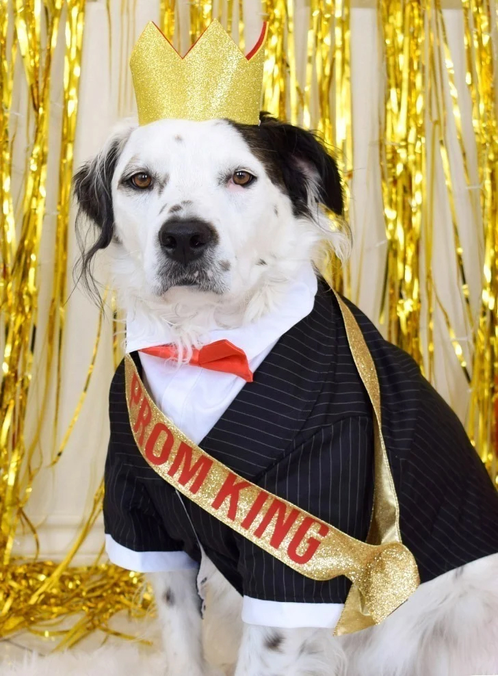 Dream A Little Bigger_Doggo Prom King and Queen Pet Costumes