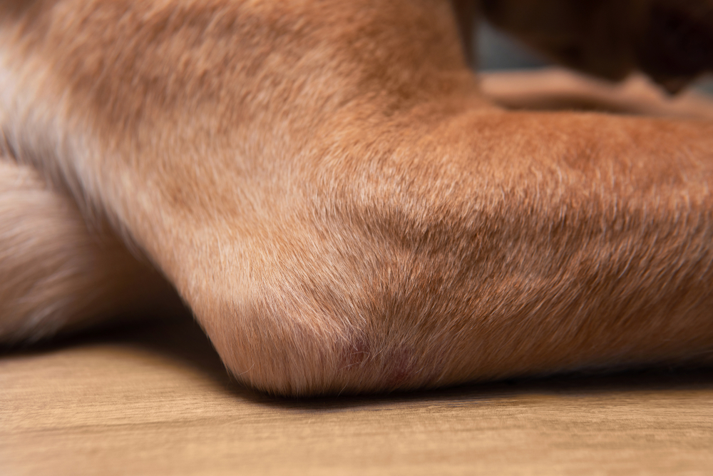 Dudley Labrador retriever elbow joints close up