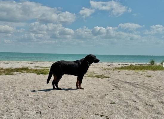 Fort De Soto Dog Park & Beach
