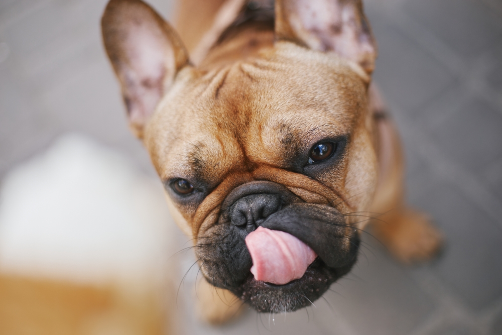 French bulldog asking for a treat