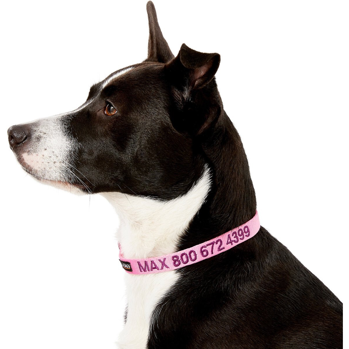 GoTags Nylon Personalized Dog Collar new