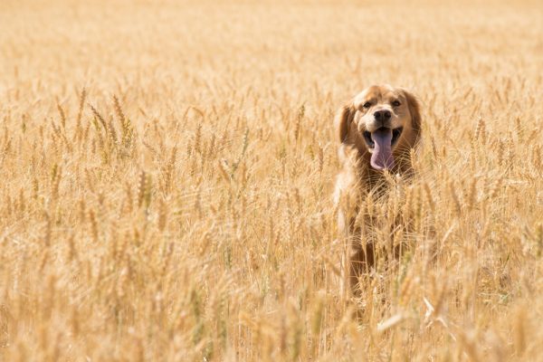 Golden Retriever Dog in wheat field