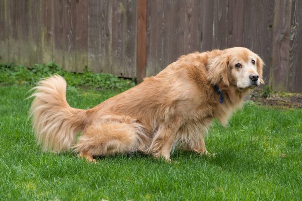Golden Retriever Dog peeing in the yard outdoors