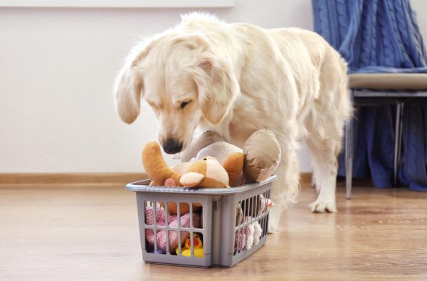 Golder Retriever looking for a toy in a basket