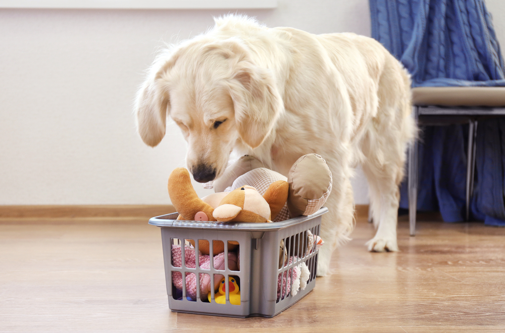 Golder Retriever looking for a toy in a basket