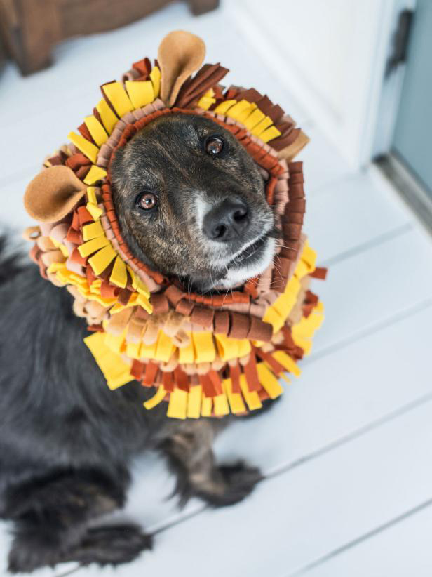HGTV_Halloween Pet Costume- No-Sew Lion's Mane