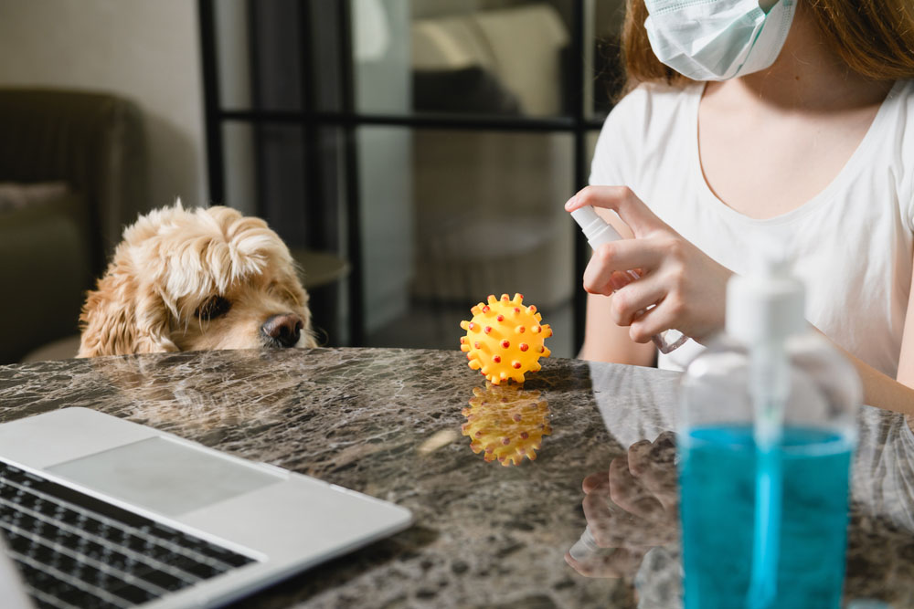 My Dog Ate Hand Sanitizer Our Vet Explains What to Do Dogster