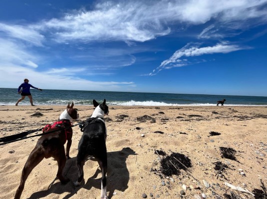 Herring Cove Beach, Massachusetts