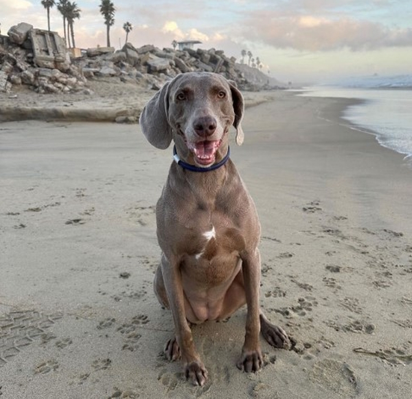 Huntington Dog Beach, California