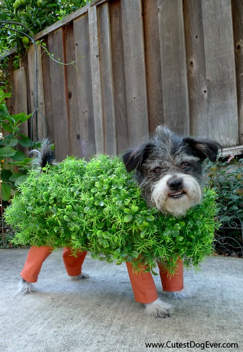 I Found The Place_How to Make a Chia Pet Halloween Costume for Your Dog