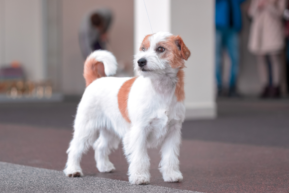Jack-Russell-Terrier-in-the-exhibition