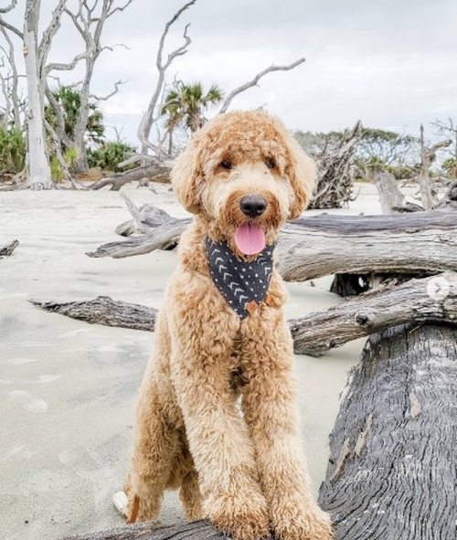 Jekyll Island Driftwood Beach