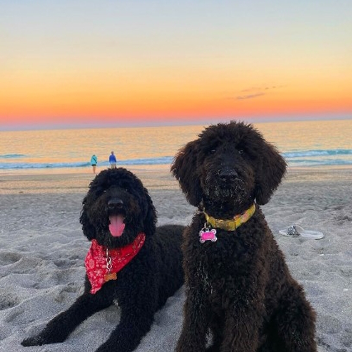 Jupiter Dog-Friendly Beach