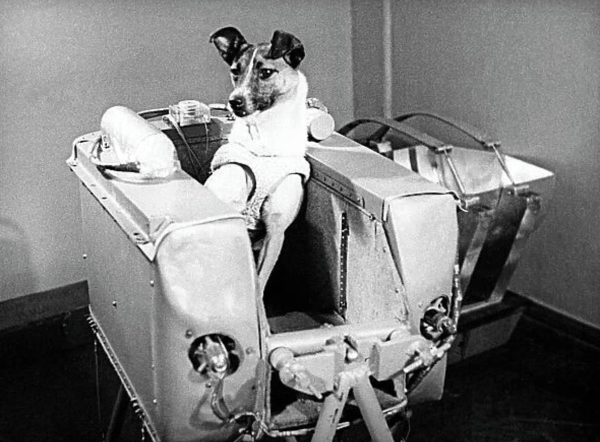 Laika (Soviet Dog)