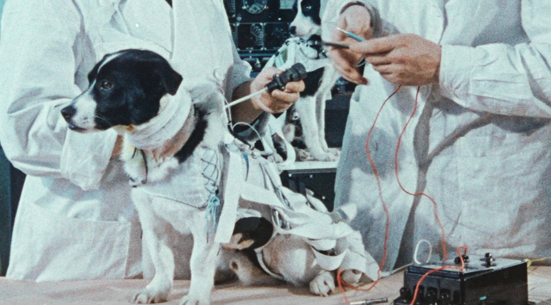 Laika the space dog getting wired