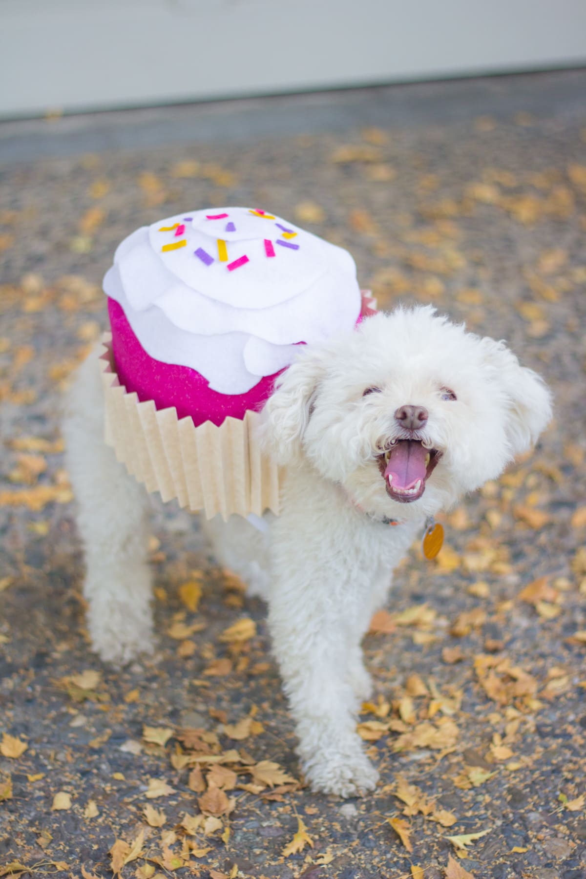 Lovely Indeed_Dog Halloween Costume :: Cupcake