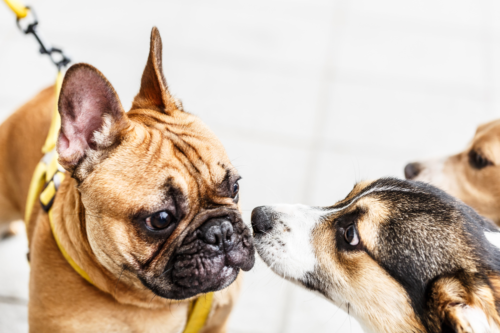 Lovely yellow pug dog sniffing dogs