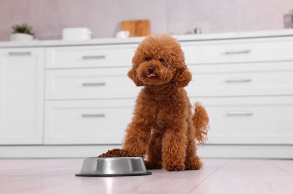 Maltipoo dog near feeding bowl with dry food on floor in kitchen