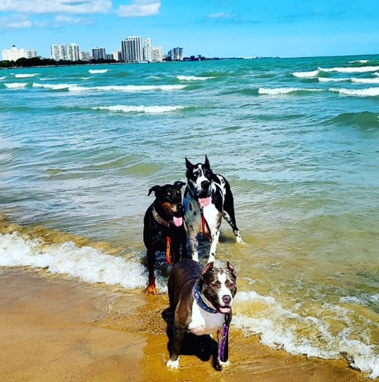Montrose Dog Beach