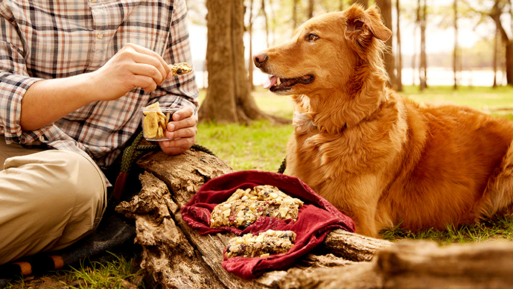 No-Bake Trail Mix Bar for Dogs