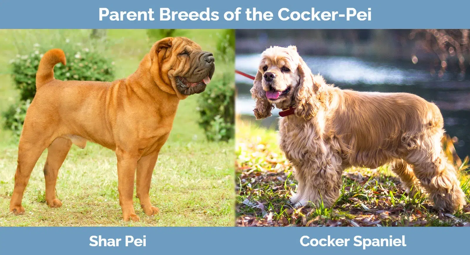 Parent breeds of the Cocker-Pei