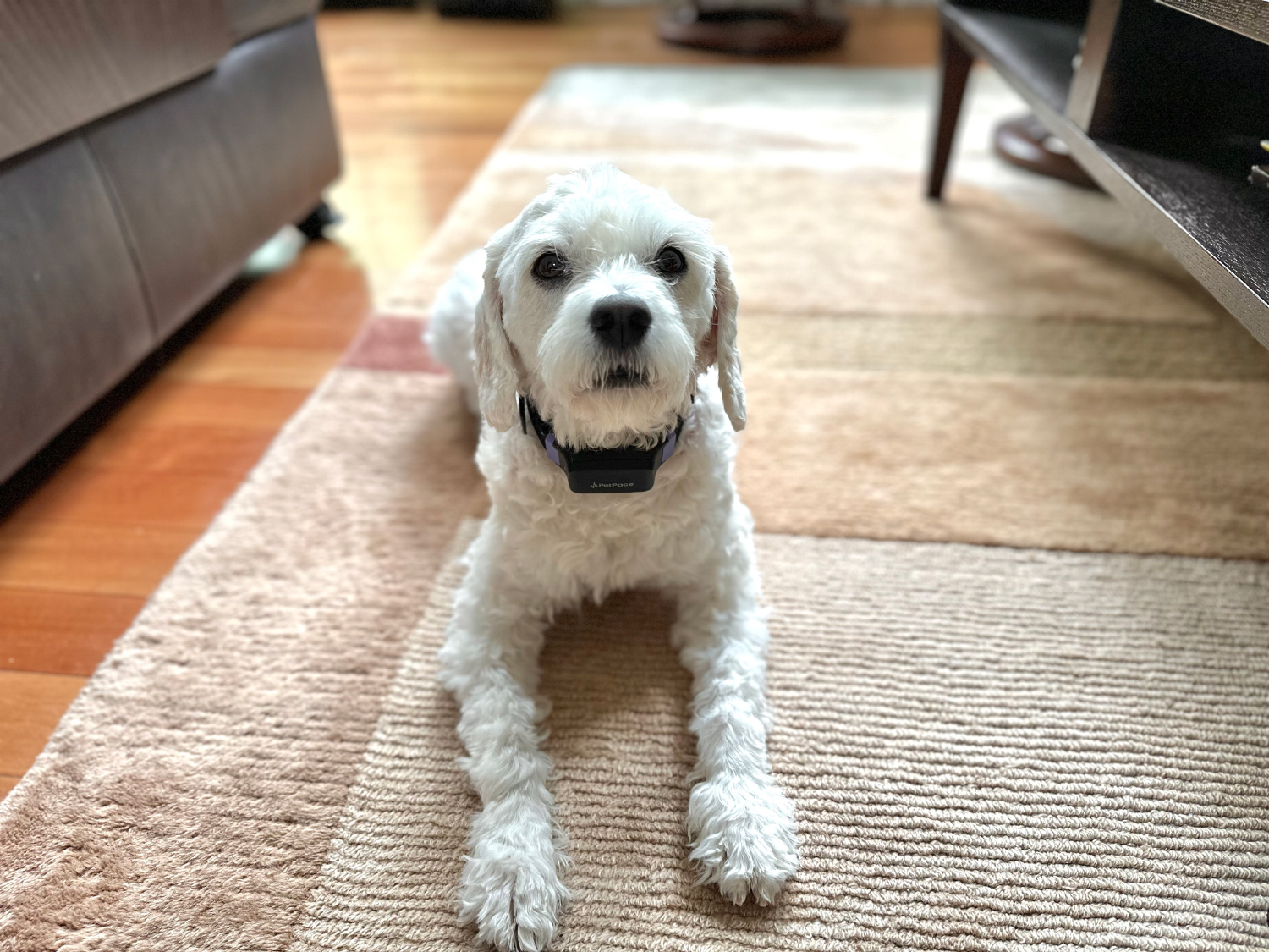 PetPace 2.0 Smart Collar - nora wearing the product