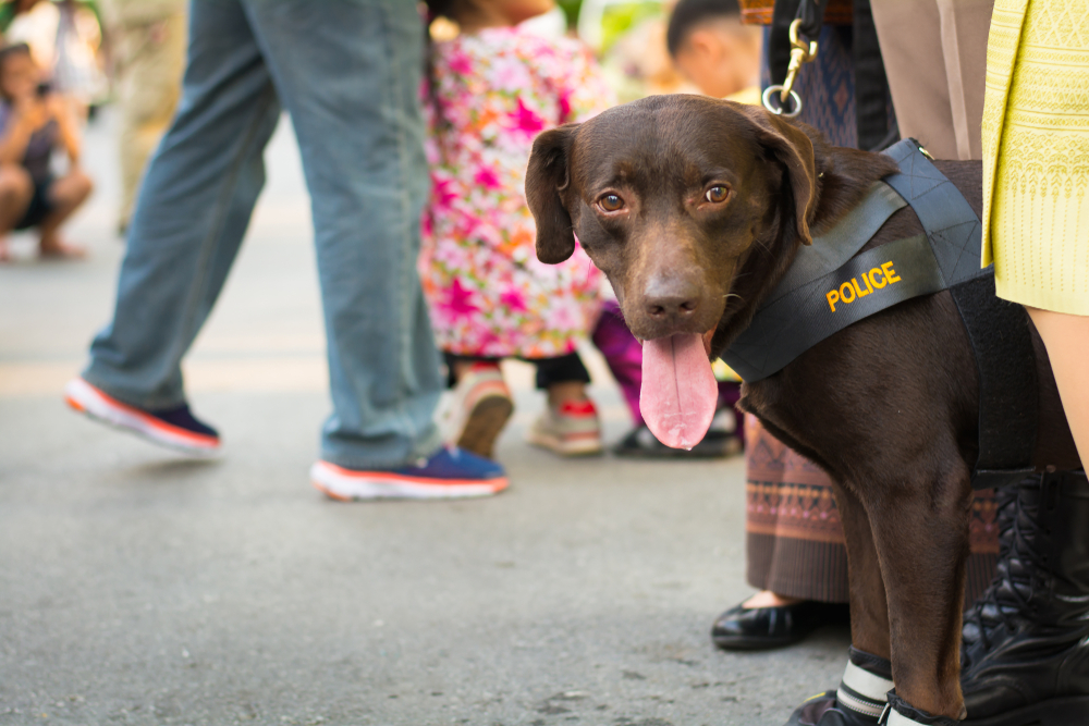 Police dog sitting on the sidewalk in a city