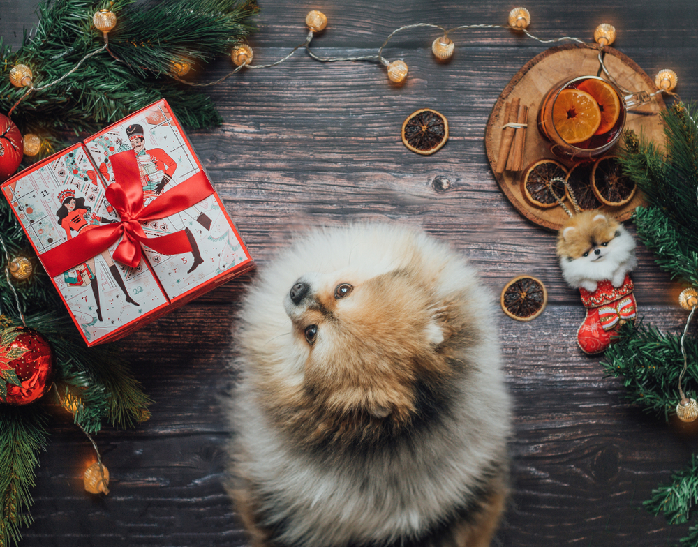 Pomeranian dog looking at Advent Calendar in a box