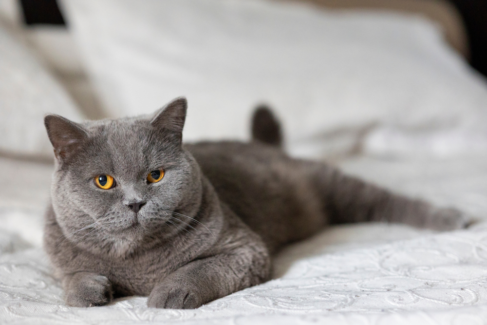 Portrait of lying gray cat with orange eyes close-up