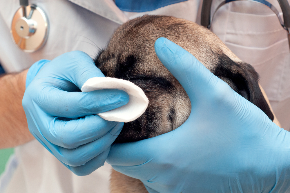 Pug Vet Cleaning eyes