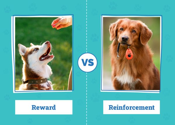 Reward vs Reinforcement in Dog Training