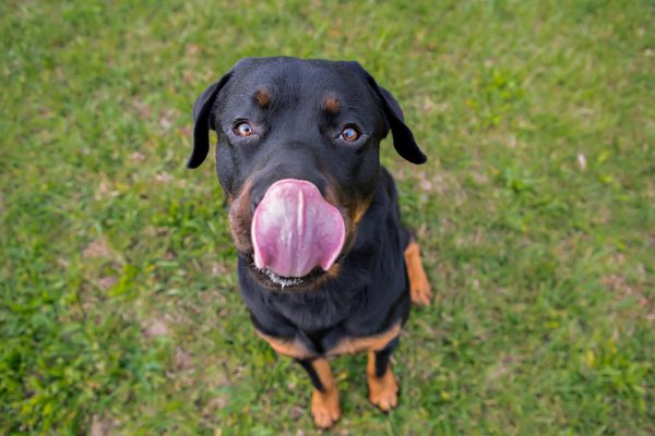 Rotweiller sitting looking at the camera licking its lips