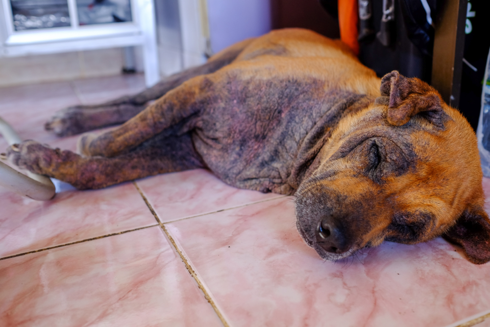 Sarcoptic Mange skin disease caused by mites in dog