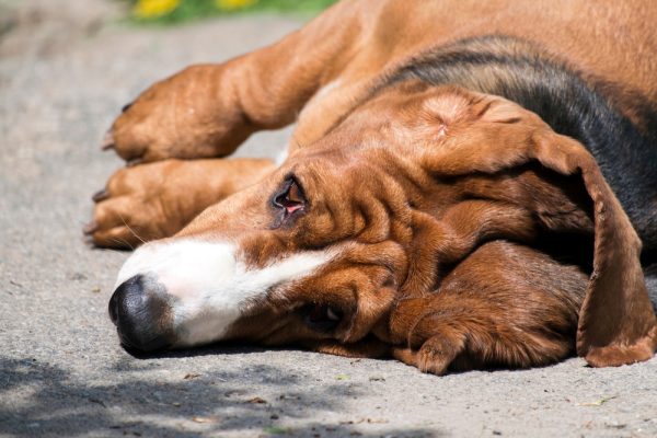 Senior Basset Hound collapsed on the ground