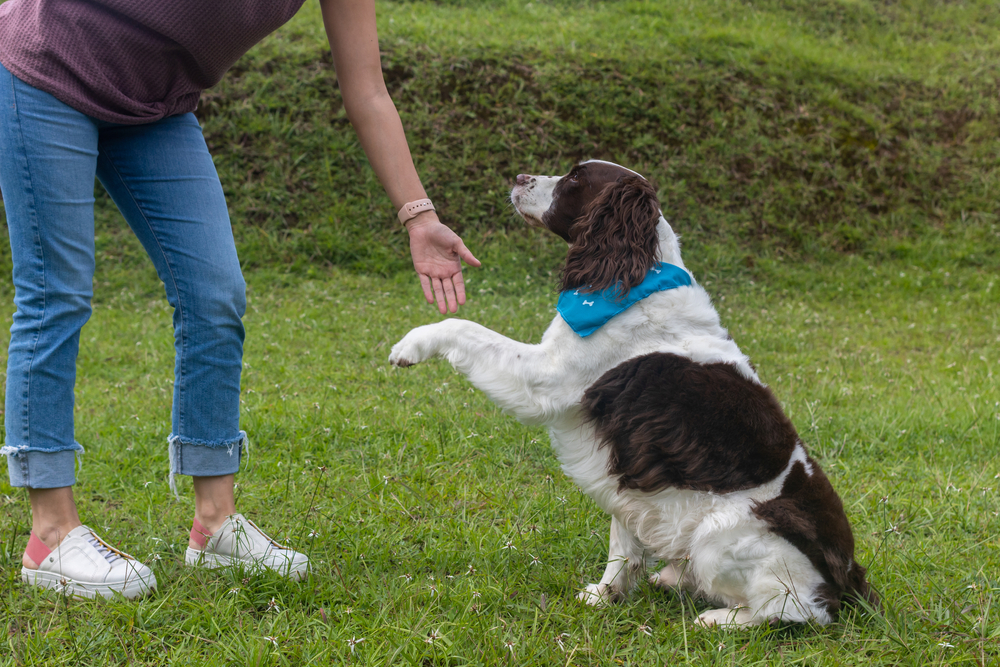 Senior Springer Spaniel dog getting some training