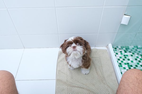 Shih tzu puppy in the bathroom watching man sitting on the toilet