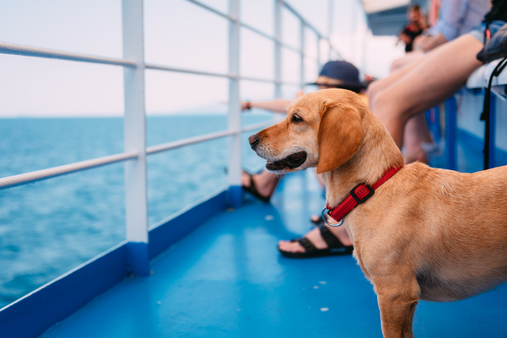 Small brown dog traveling on the ferry with his owners