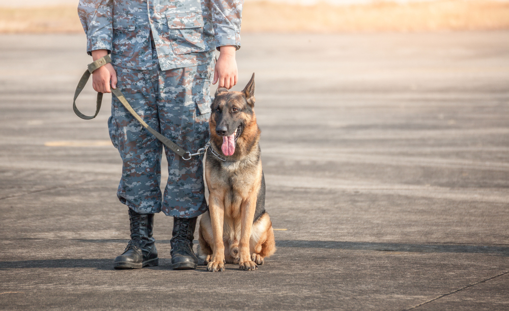 Soldiers from the K-9 unit demonstrations to attack the enemy