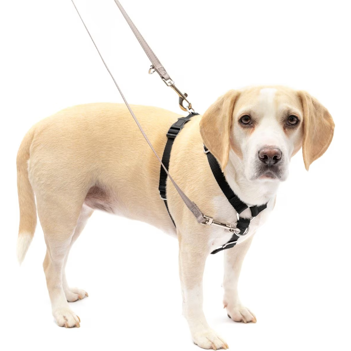 Sure-Fit Adjustable Dog Harness