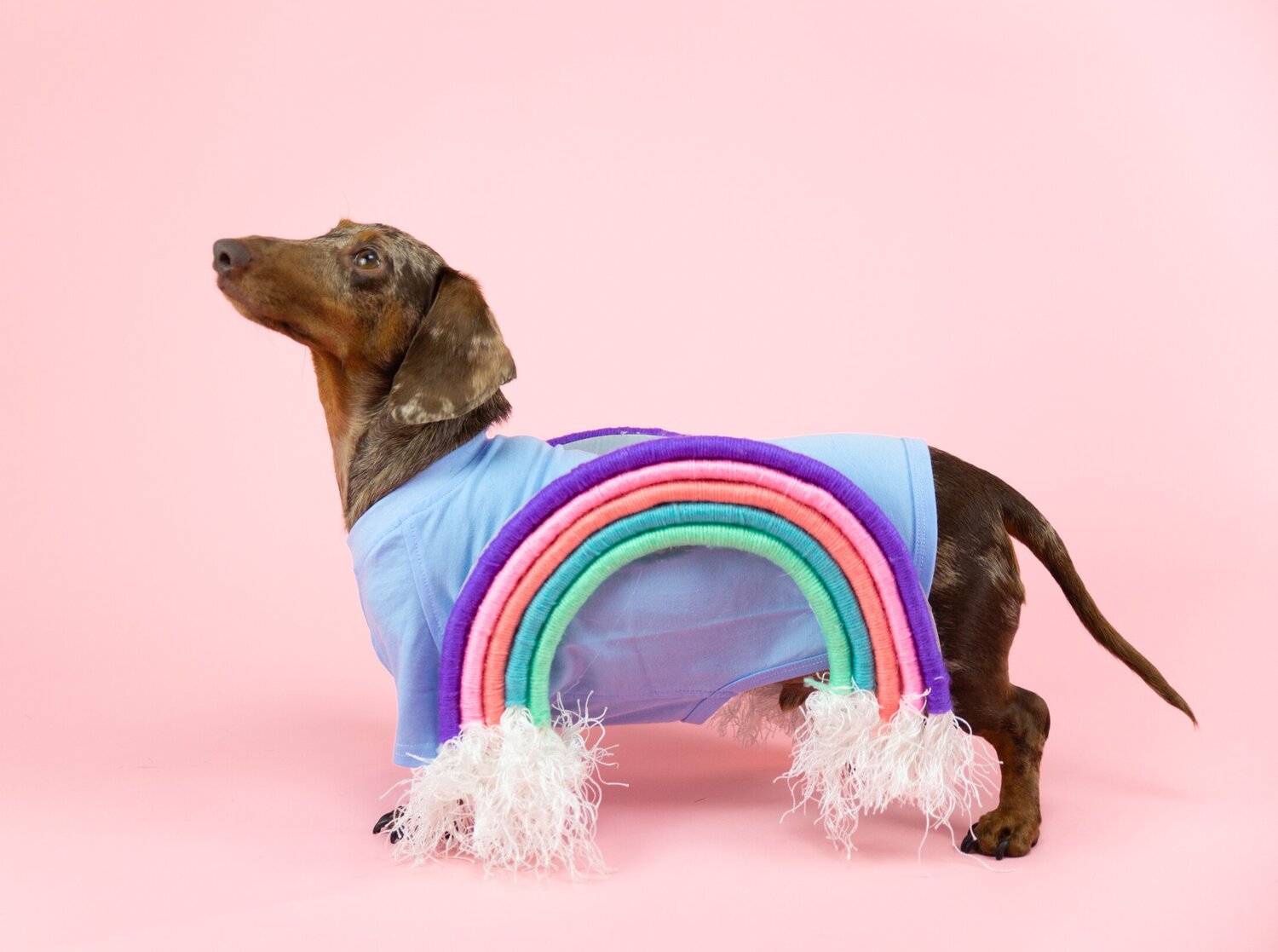 The Dapple_Rainbow DIY Dog Costume