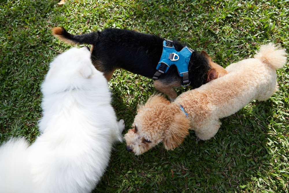 Three Dogs greeting each other by sniffing butts