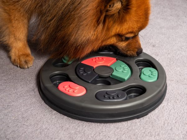Training game for dogs