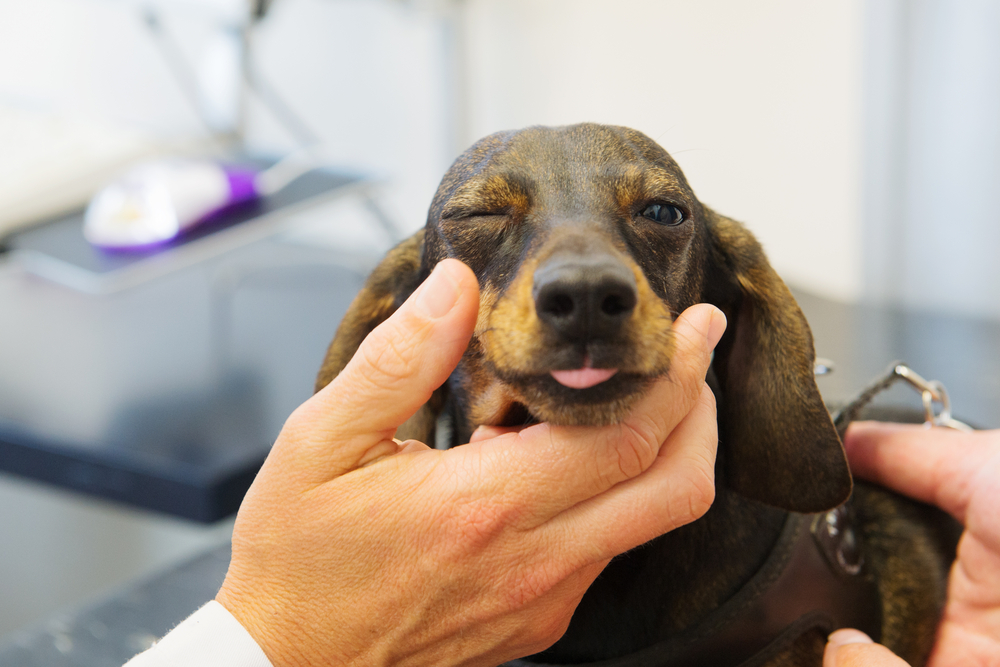 Vet dachshund Checking