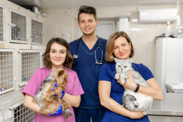 Veterinary professionals are handling a cat and dog inside the clinic