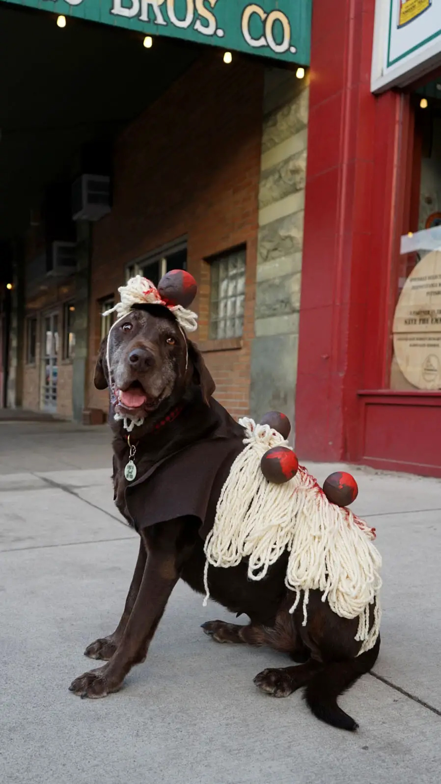 Wear Wag Repeat_DIY DOG HALLOWEEN COSTUME IDEA- SPAGHETTI AND MEATBALLS