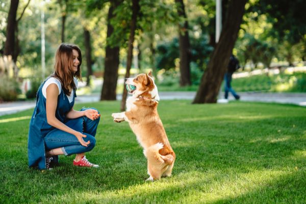 Welsh Corgi Pembroke in dog park dog owner playing