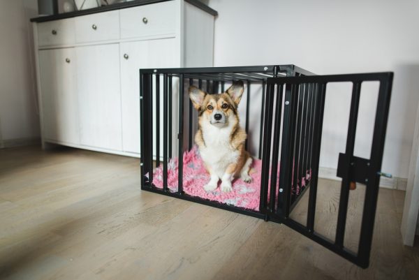 Welsh corgi pembroke dog in an open crate