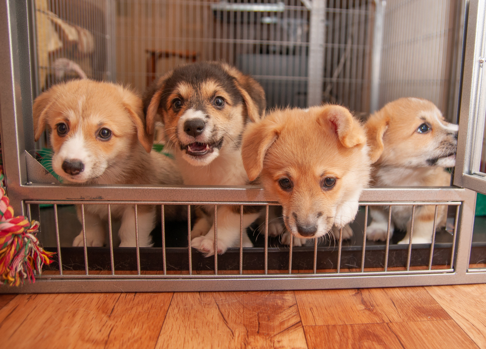 Welsh corgi pembroke puppies in a cage