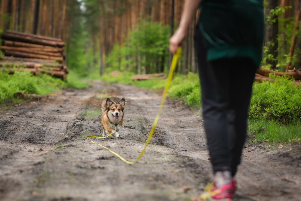 Welsh-corgi-pembroke-training