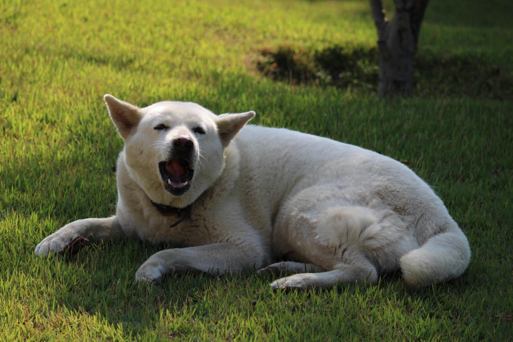 White dog barking and laying on grass
